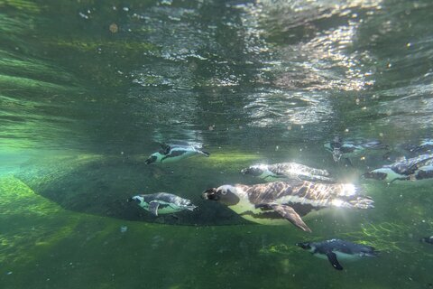 Zoo_2025 (8)