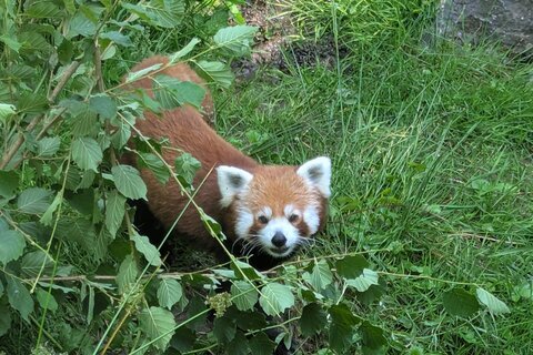 Zoo_2025 (2)