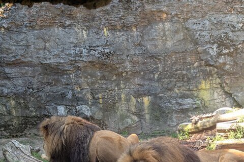 Zoo_2025 (3)