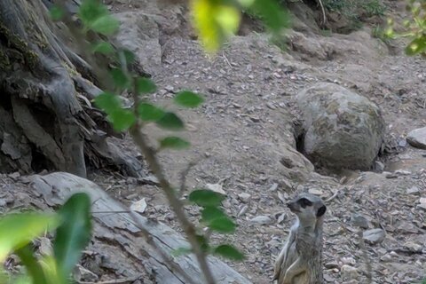 Zoo_2025 (4)