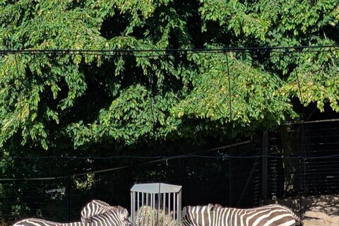 Zoo_2025 (5)