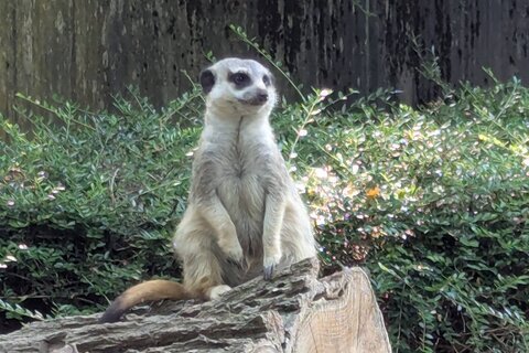 Zoo_2025 (6)